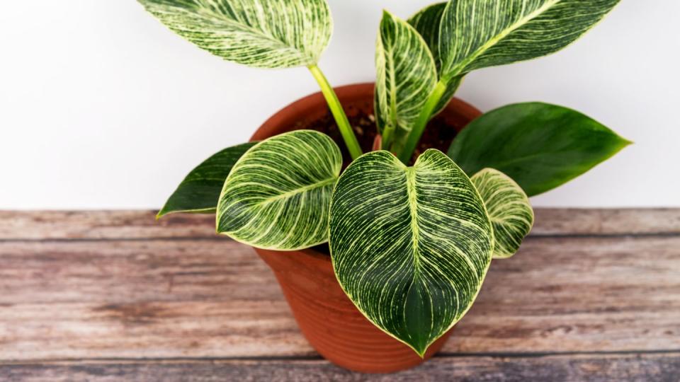 plants harmful to dogs philodendron