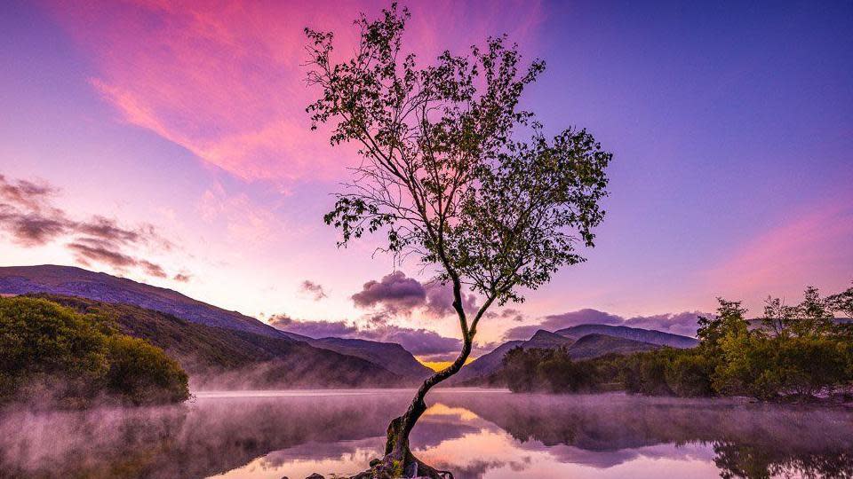 Fotografía de un árbol solitario