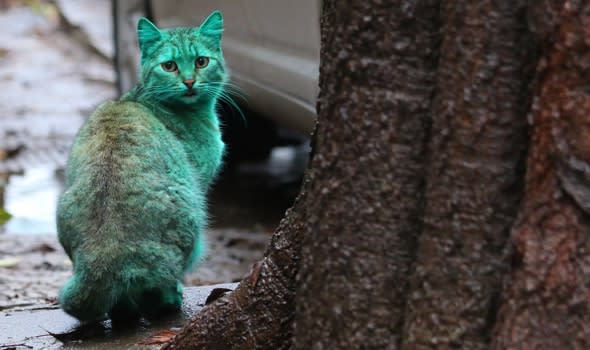 Mystery of bright green cat at seaside resort