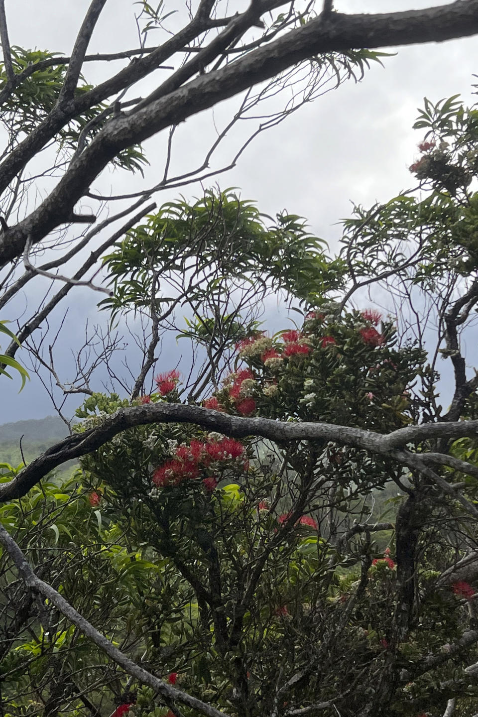 This June 2023 photo, provided by JC Watson, shows koa trees and an ohia tree with blooming red flowers in the Upper Koolau Watershed near Mililani, Hawaii. (JC Watson via AP)