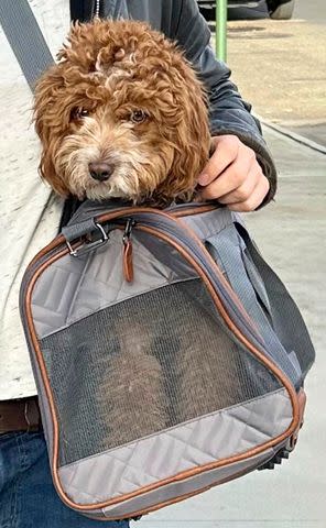 <p>Courtesy Marisa Sullivan</p> Murray the Cavapoo pup