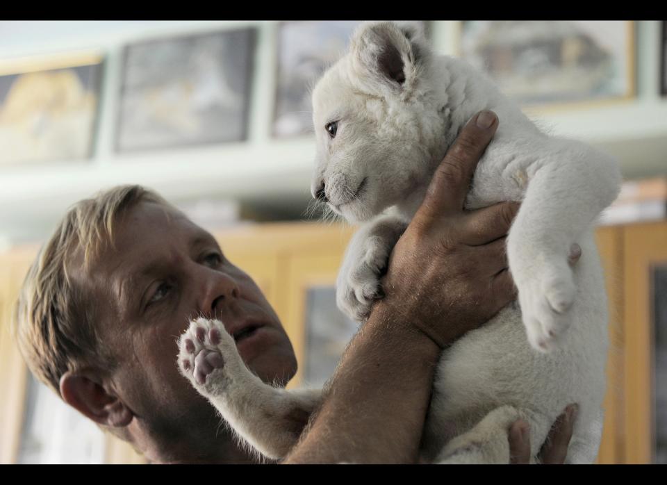 In this photo made Tuesday, July 17, 2012, Yalta Zoo Director Oleg Zubkov holds a white lion cub in Yalta, the Crimean Peninsula, Ukraine. Five white lion cubs were born in the Crimea two weeks ago, three of them in a safari park and two in the Yalta Zoo. They are brought up together at the Yalta Zoo. Cubs have no names but they will be named in a few months when they grow up. (AP Photo/Andrew Lubimov)