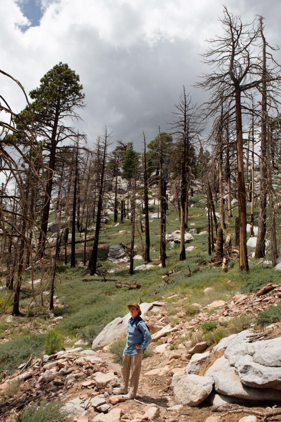 Chad Hanson, ecologist and president of the John Muir Project, examines the burn scar region of the San Jacinto Mountains.