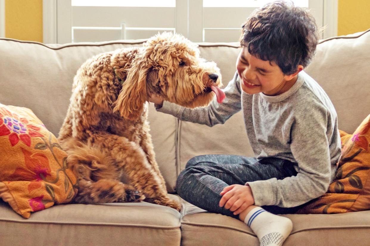 goldendoodle puppy licking young child while sitting on a couch