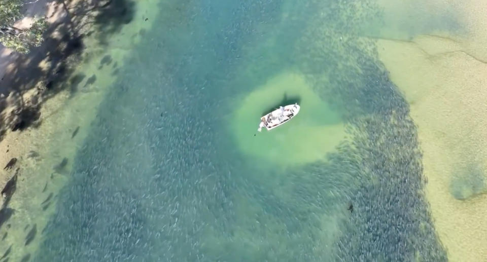 An aerial still from a video in which a large school of salmon are migrating north from southern waters at Bithry Inlet in the Wapengo Estuary of NSW. They are swimming around a boat.