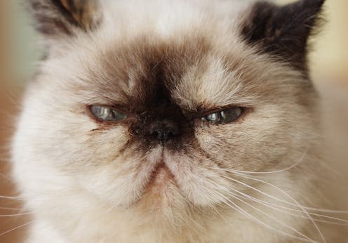 <span class="caption">Exotic shorthair cats are popular in the US but they struggle with health problems. </span> <span class="attribution"><a class="link " href="https://www.shutterstock.com/image-photo/exotic-shorthair-cat-close-portrait-flat-2292943679" rel="nofollow noopener" target="_blank" data-ylk="slk:Julia Senkevich/Shutterstock;elm:context_link;itc:0;sec:content-canvas">Julia Senkevich/Shutterstock</a></span>