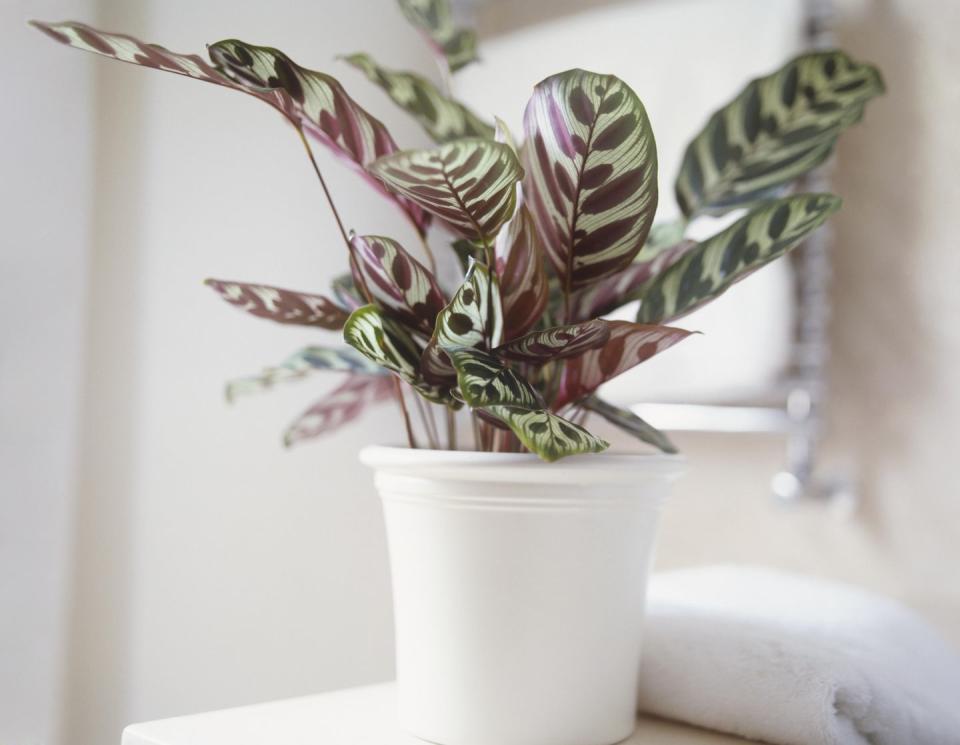 1) Calathea