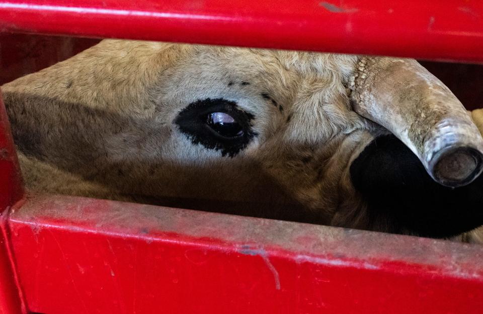 A bull enters the chute for a practice ride. Bull rider Dalton Kasel said some people have misconceptions about the bulls' living conditions, but the animals "get treated better than any of the human athletes do."