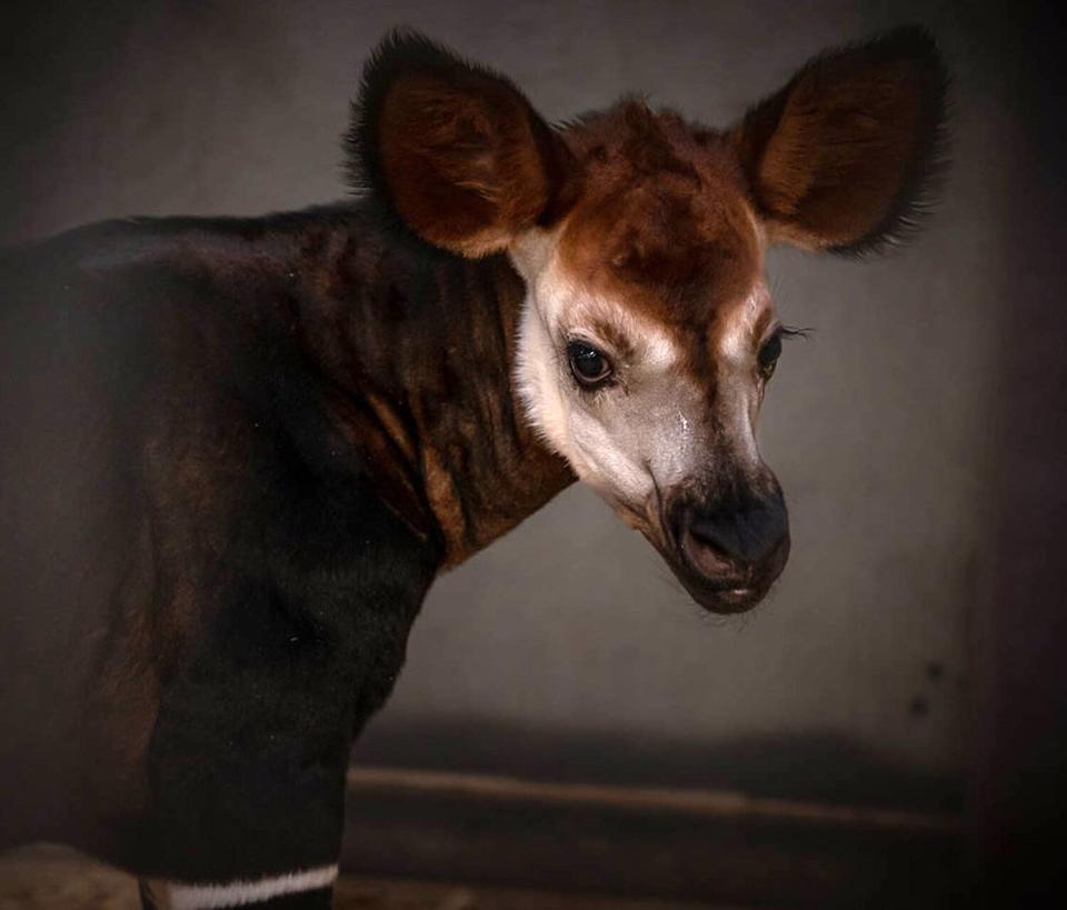OKC Zoo male okapi calf born Sept 7 2022