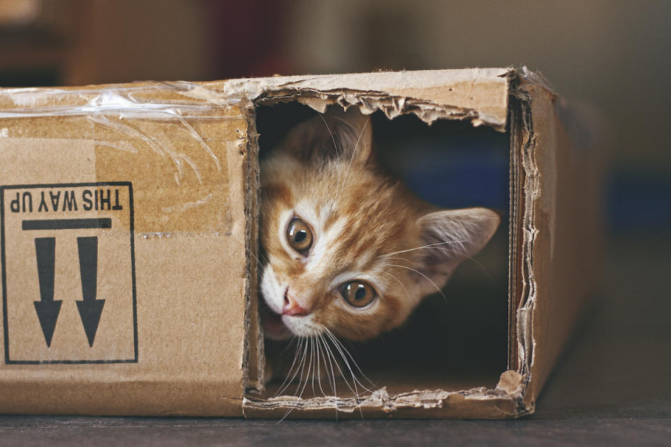 Ginger kitten playing with a cardboard box