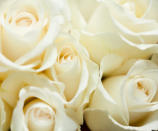 <b>ROSAS BLANCAS.</b> <br> Símbolo de pureza y de inocencia. Normalmente, es el color elegido por las novias para sus ramos, porque significa que durará toda la vida. Las rosas blancas también están unidas al amor. Una pareja que se regala este tipo de rosas quiere demostrarle que esperan un futuro sólido con ella. Significan amor puro, feliz y para siempre. Además, si una persona cercana está enferma, este es el color de flor que deberá regalar para de mostrarle que se está pendiente de ella.