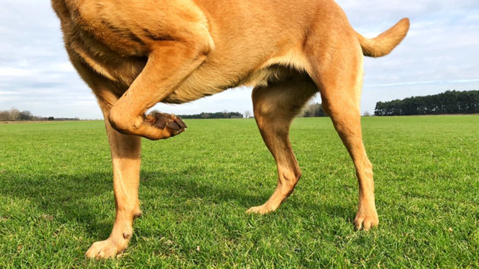 damaged dog paws