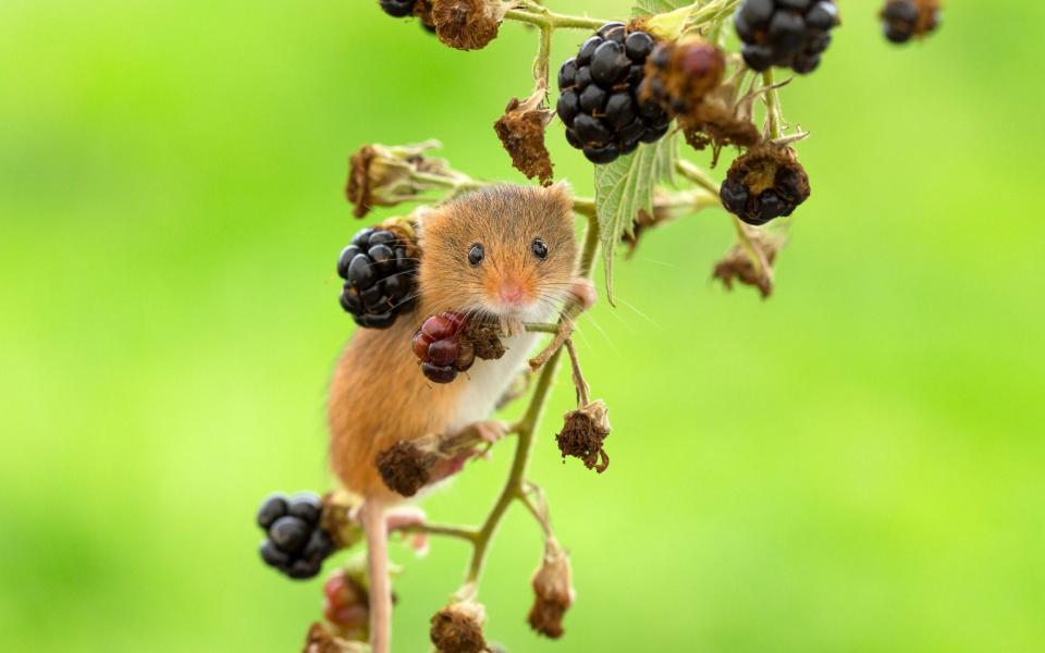a harvest mouse, Micromys minutus, climbing a blackberry stem - Alamy