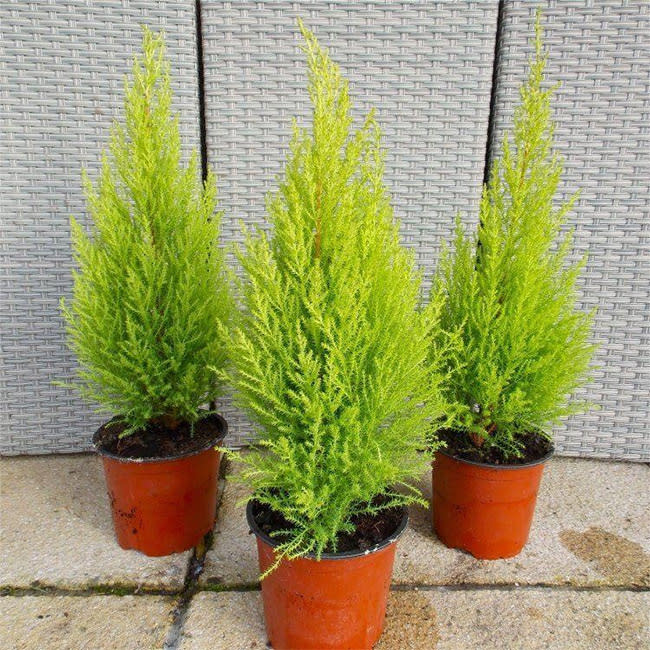 Gardening-Express-lemon-scented-monterey-cypress-goldcrest