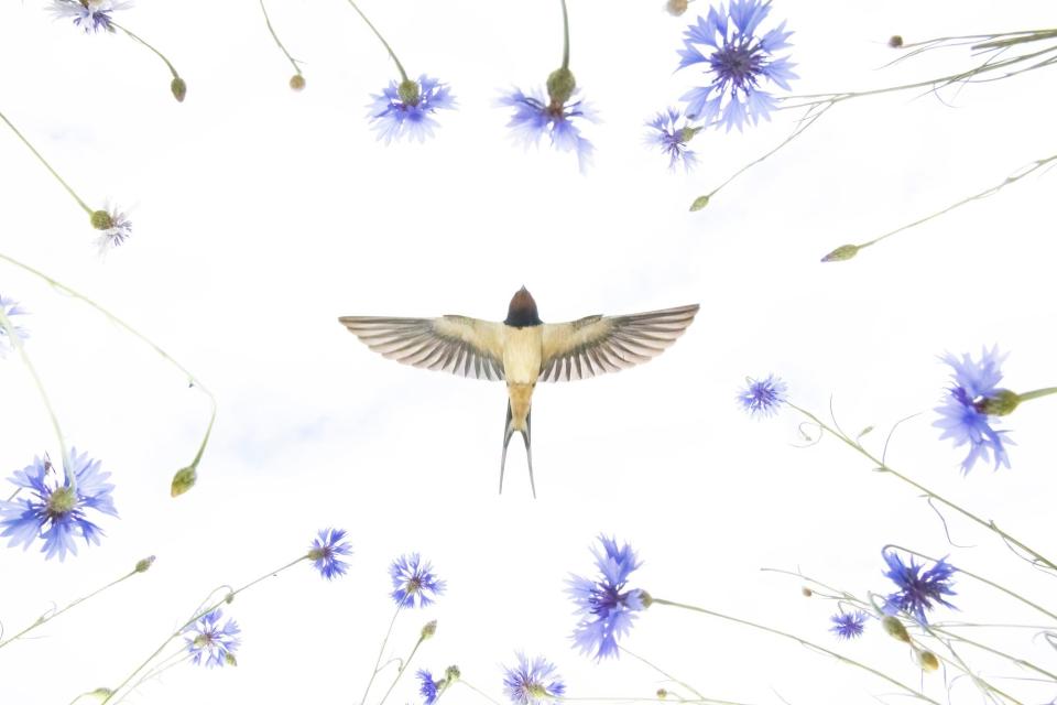 A barn swallow flies over a meadow of cornflowers, catching insects during springtime in eastern Germany. 