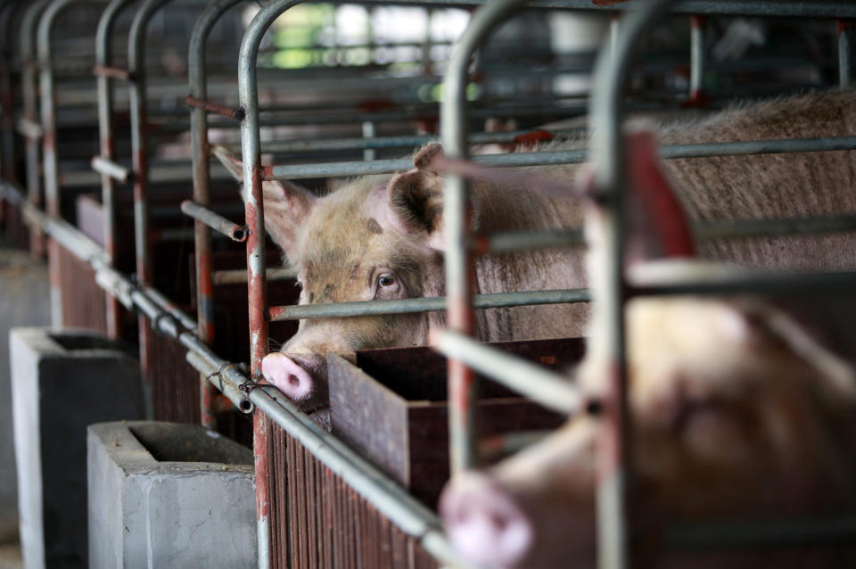 While the intensification of agriculture in China has been fast, they have not developed animal welfare laws. Source: Getty