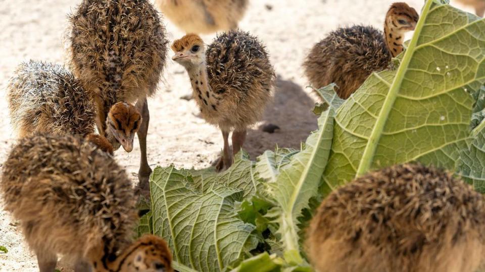 Ostrich chicks snack on a plant in addition to their regular food in a pen.