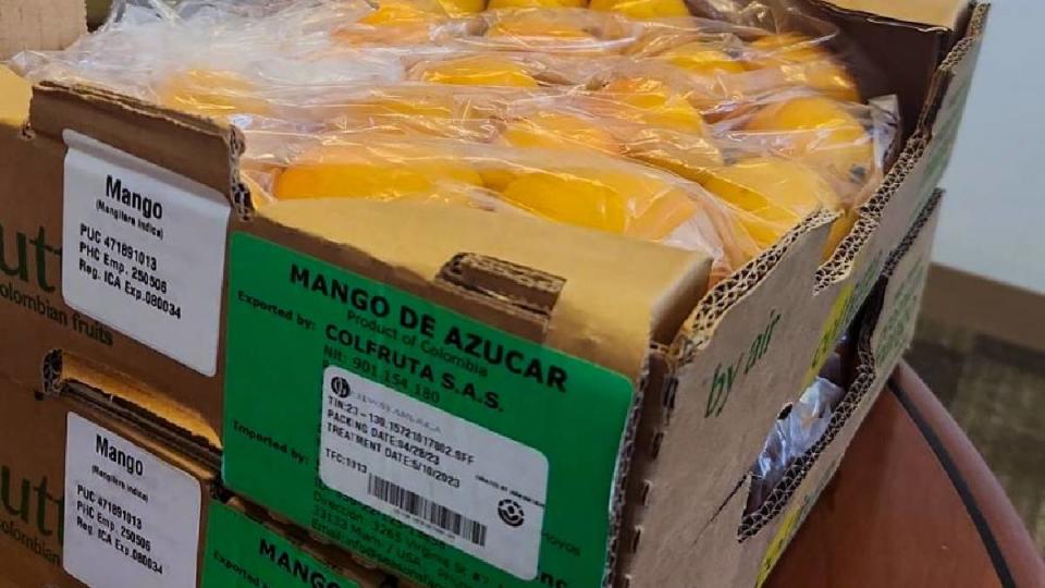 Colfruta envió seis toneladas de mango de azúcar a Estados Unidos. Foto: Twitter (@MincomercioCo)