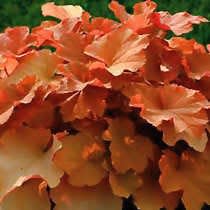 Orangish-yellow ‘Caramel’ coral bells suffuse beds with a warm glow. Courtesy photo