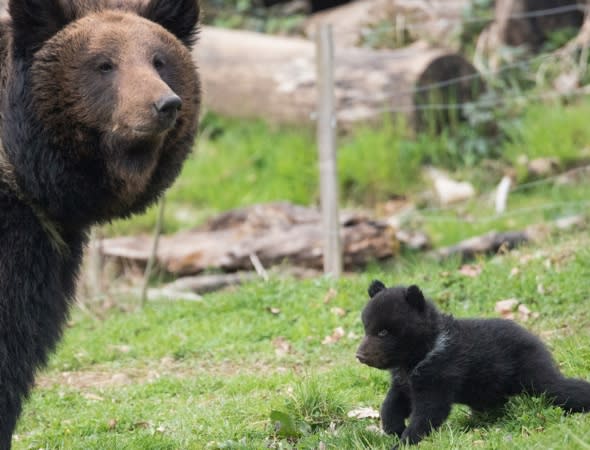 bear-cub-put-down-swiss-zoo