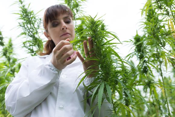 A researcher in a white lab coat studies a growing marijuana plant in a field.