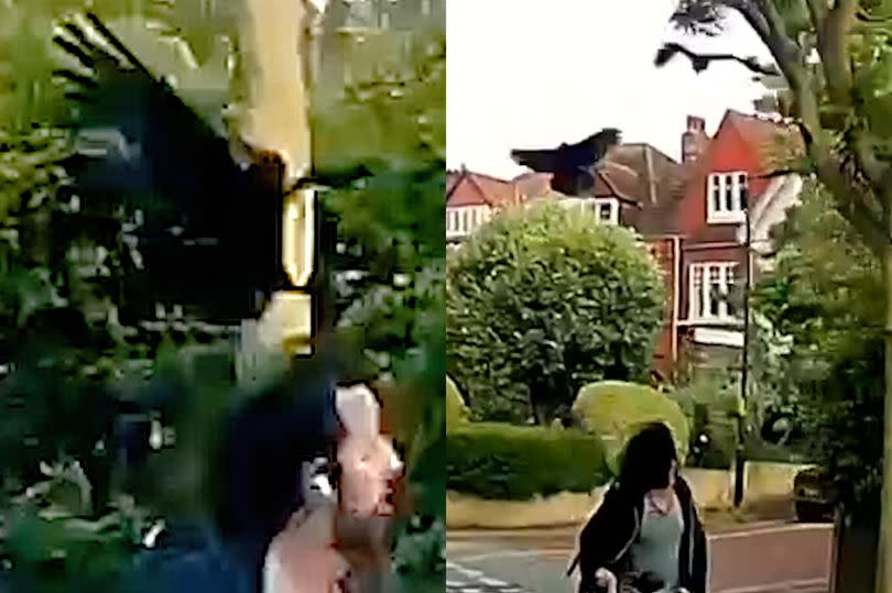 A video screenshot of crows swooping from trees attacking passers by in Dulwich, South East London