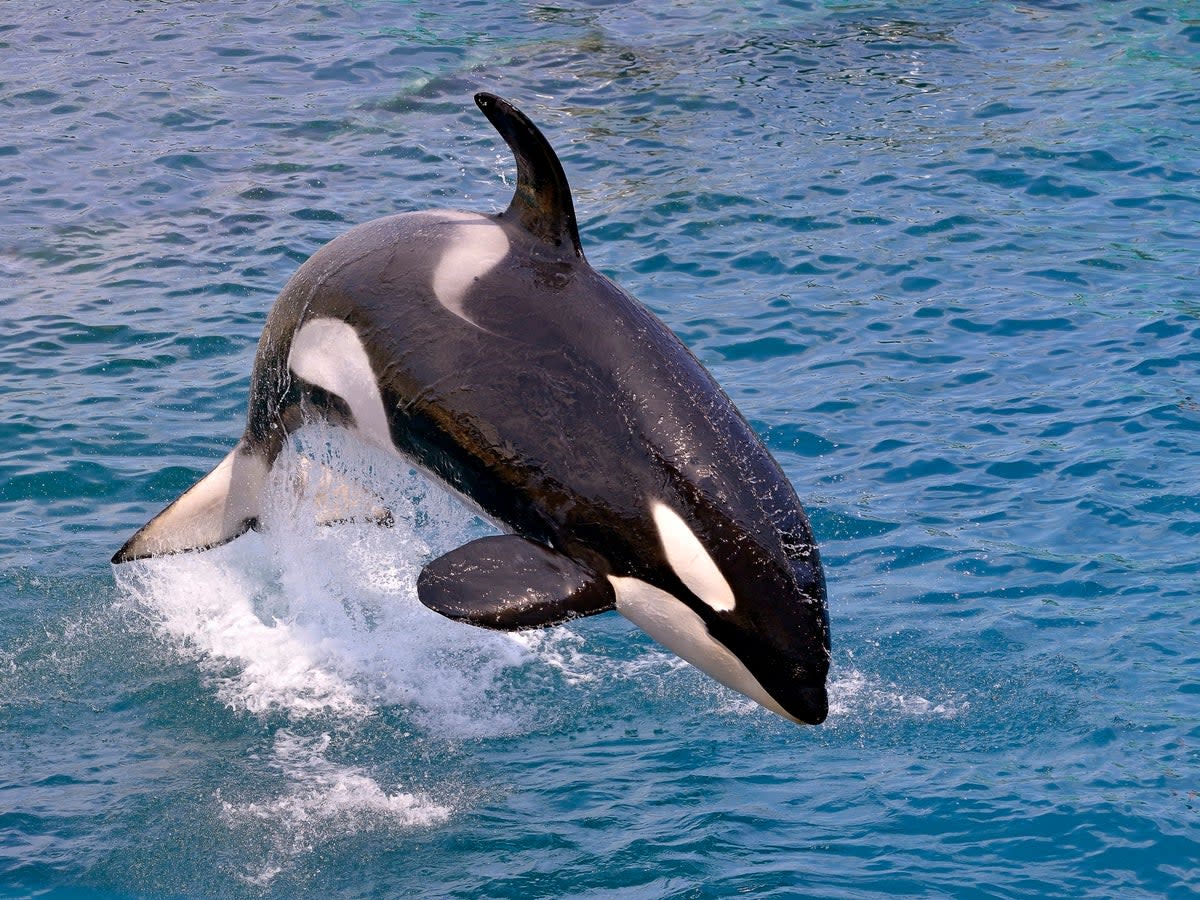 Orcas could simply be displaying ‘playful’ behaviour, the scientists say (Getty)