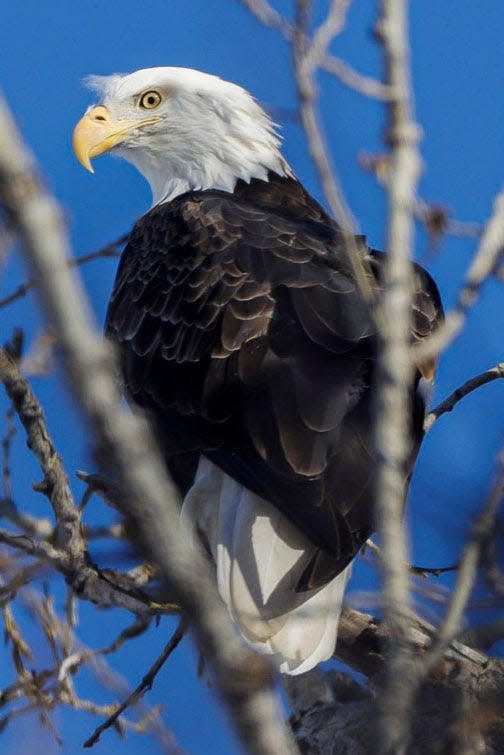 Bald eagles like this one in Illinois will be seen in eagle watch activities in Indiana this winter.