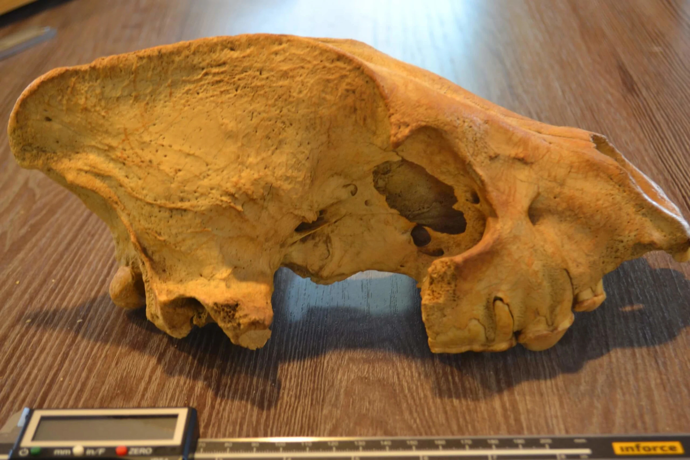 a cave hyena skull on a wooden desk