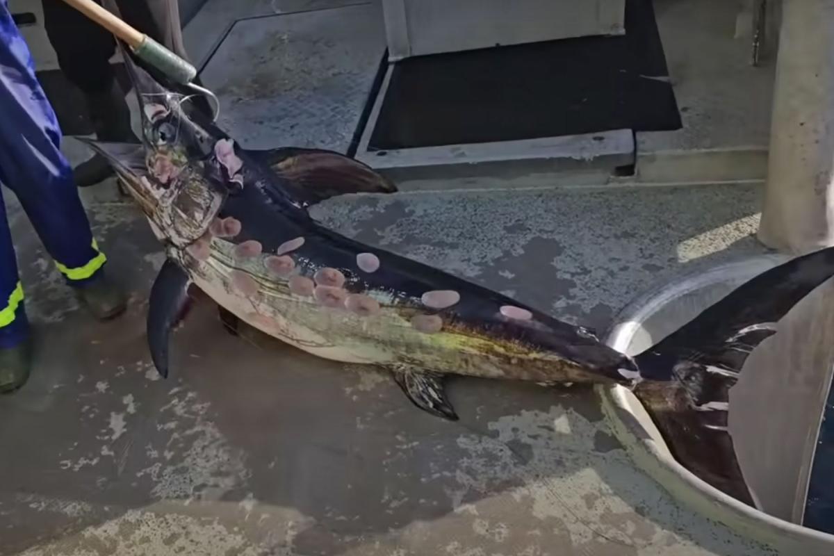 Watch: Australian Fishermen Haul in Swordfish Covered in Strange Round Holes