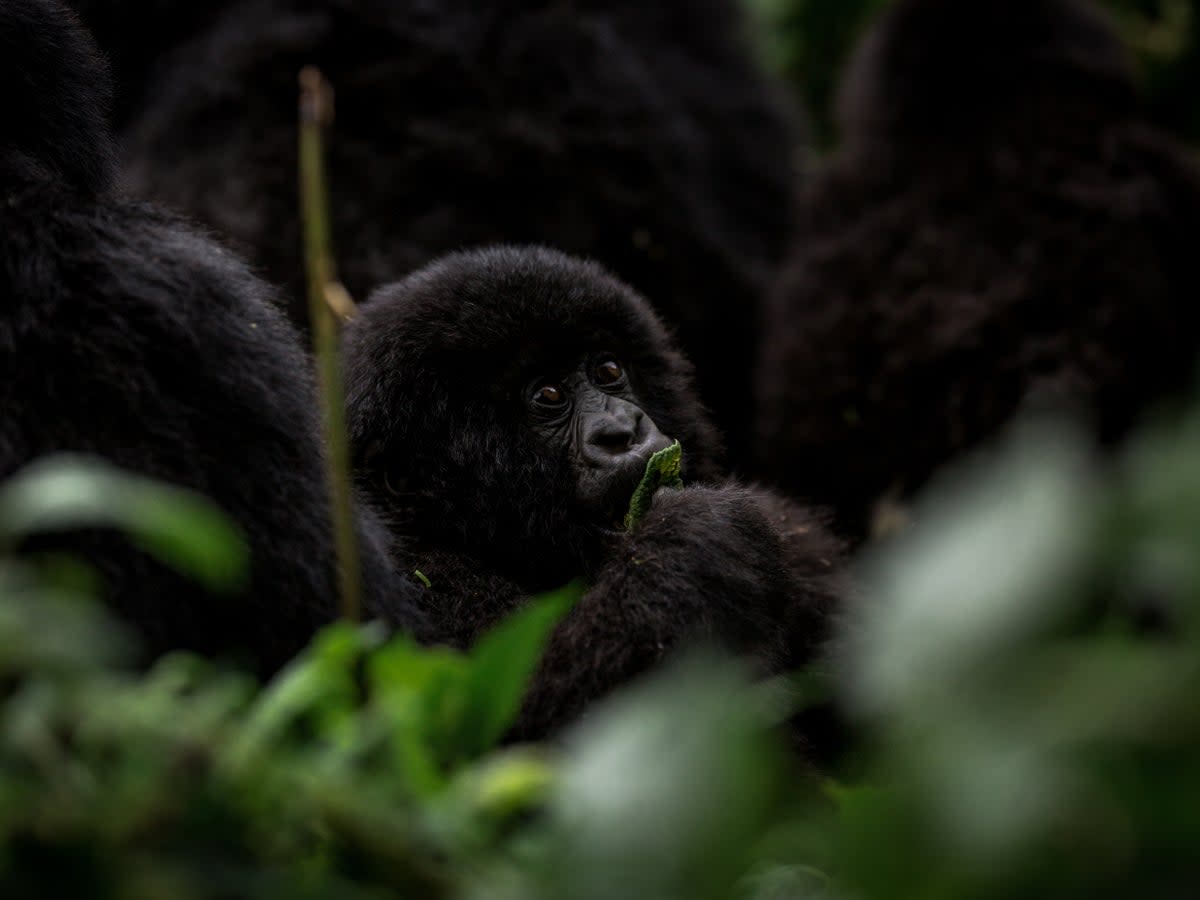 Rwanda is a true conservation success story, having more than doubled the gorilla population (Visit Rwanda)