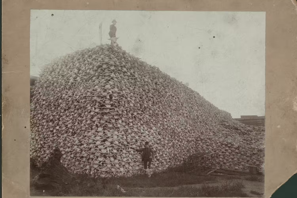Two men pose with a pile of bison skulls in Michigan 1892. The picture is black and white and faded.