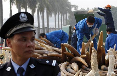 A police officer (L) stands guard as workers destroy confiscated ivory in Dongguan, Guangdong province January 6, 2014. REUTERS/Alex Lee