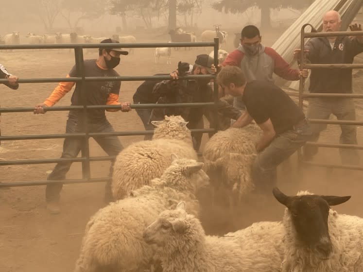 Volunteers gather sheep for rescue from a wildfire Sept. 11, 2020, near Molalla, Ore.