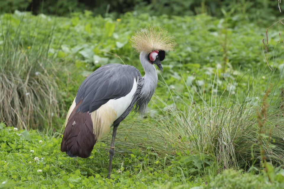 Grey Crowned Crane captured with the Sony A7C II full-frame mirrorless camera