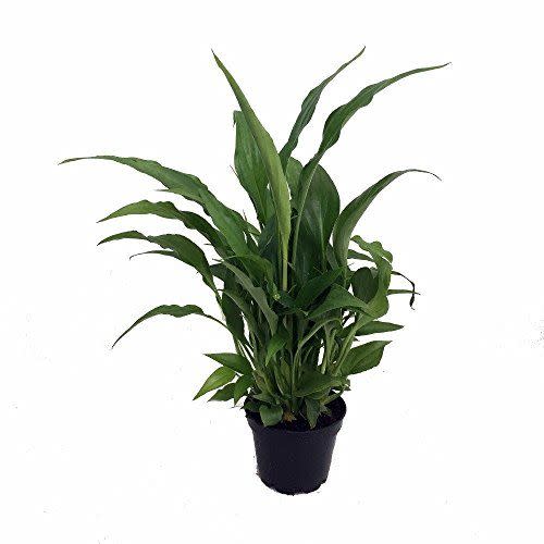28) Peace Lily Plant
