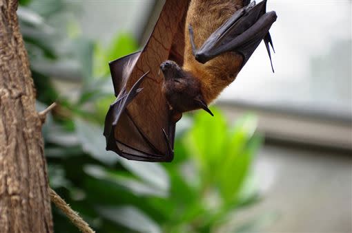 武漢肺炎可能來自於蝙蝠。（圖／pixabay）