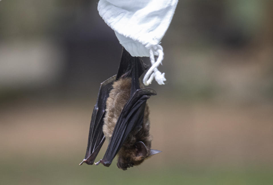 A researcher releases a bat after taking blood sample bat inside Sai Yok National Park in Kanchanaburi province, west of Bangkok, Thailand, Saturday, Aug. 1, 2020. Researchers in Thailand have been trekking though the countryside to catch bats in their caves in an effort to trace the murky origins of the coronavirus. (AP Photo/Sakchai Lalit)