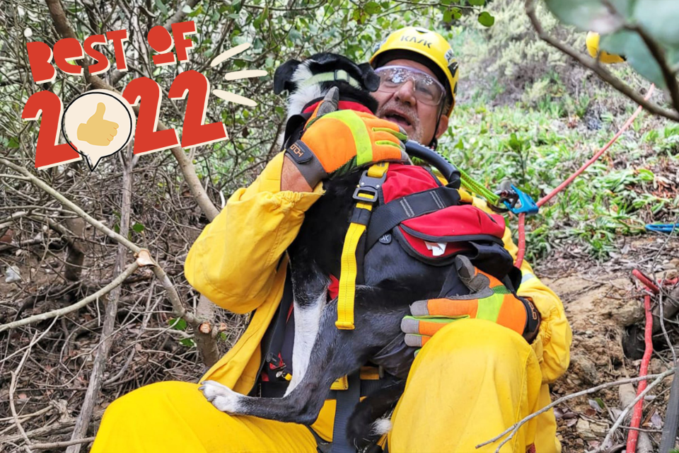 man rescuing a dog from a 100 foot cliff