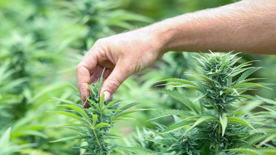 Cannabis plants grow at Terp Canyon in Cayucos on July 19, 2023. David Middlecamp/dmiddlecamp@thetribunenews.com