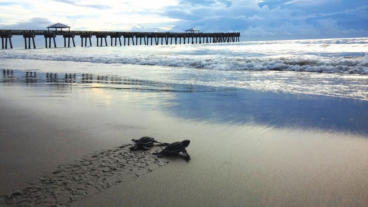 Sea turtle hatchlings are released near the Juno Beach Pier.