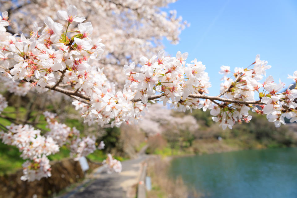 日本櫻花2024｜日本氣象株式會社第二份櫻花預測出爐！全國櫻花比往年早1-2日、東京3.22、大阪3.25、名古屋3.20