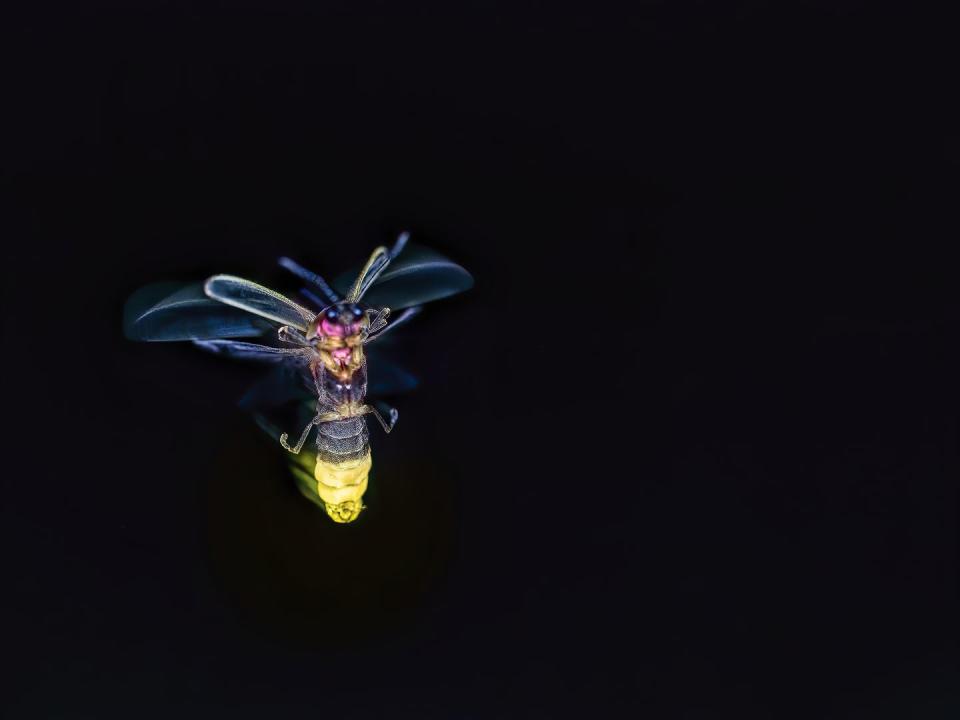 <p><strong>Say's Firefly</strong><br><br>Who doesn't love trying to collect these cool illuminated bugs in a mason jar? </p>