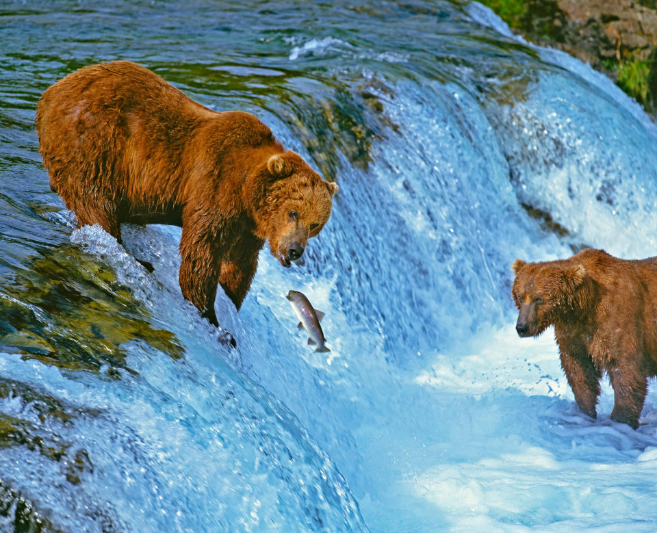 Kodiak's bears are famous for their penchant for salmon - Credit: GETTY