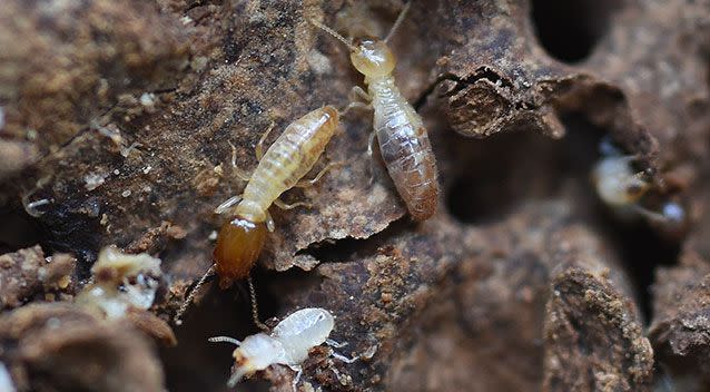 Termites are now being found year-round in Queensland. Source: File/AAP