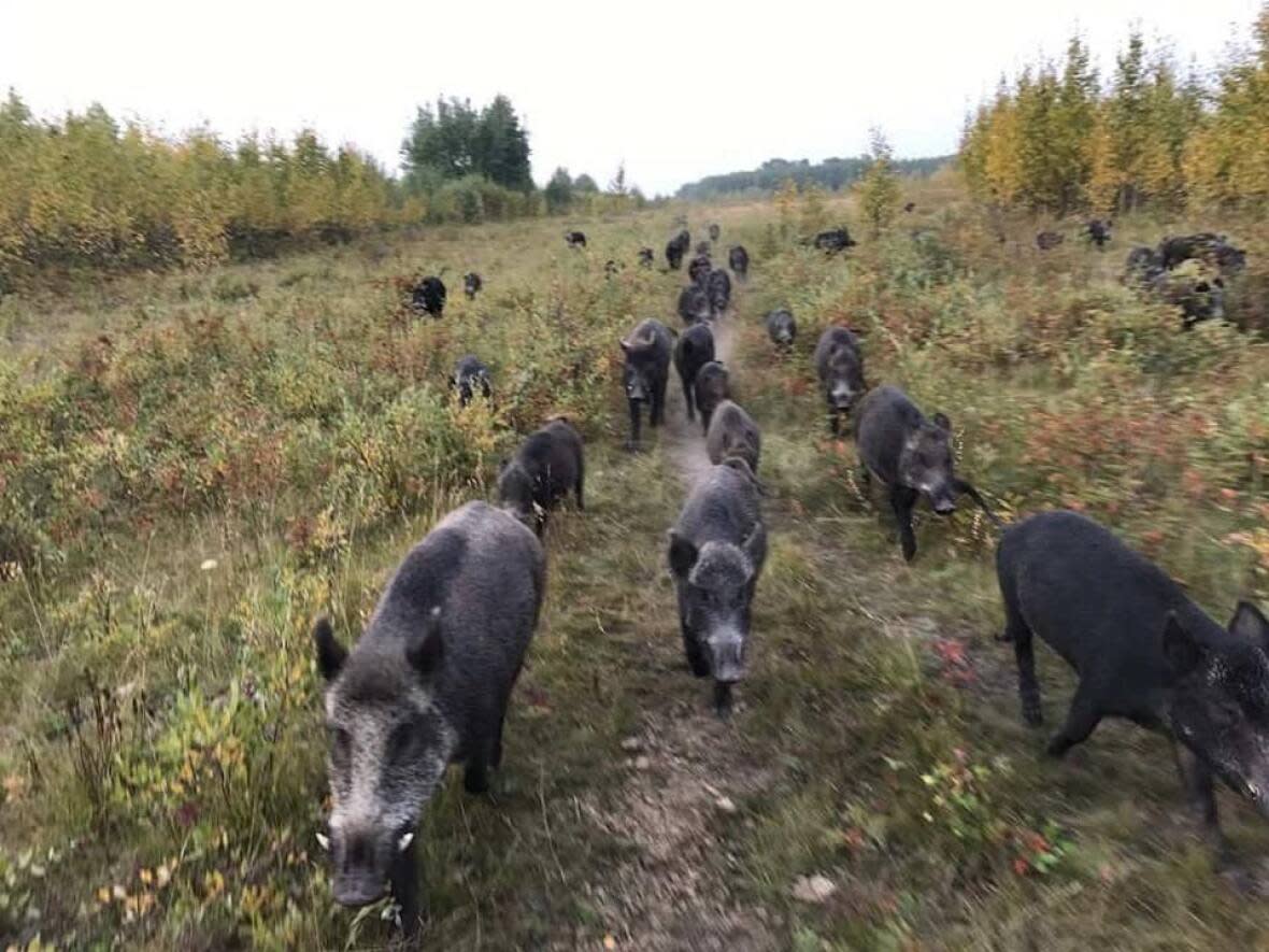 Wild pigs are smart, destructive and adaptable, according to researcher Ryan Brook. (Submitted by Ryan Brook - image credit)