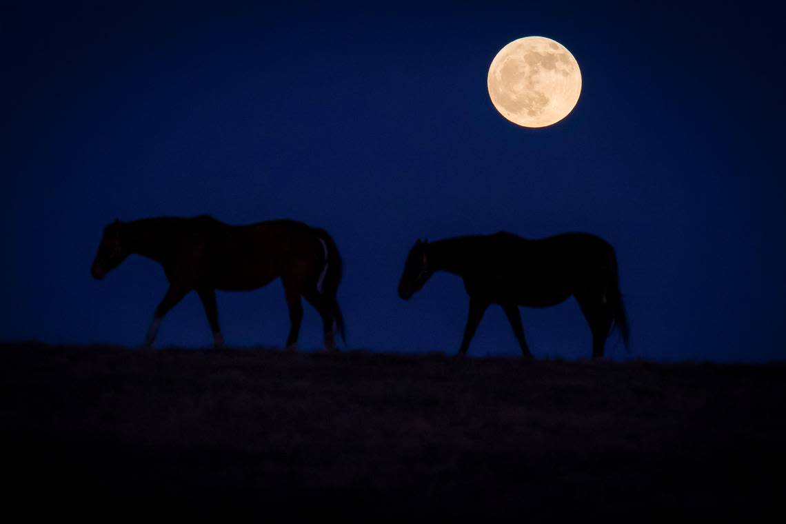 A pair of horses cross a pasture under a “Cold Moon” at KatieRich Farms in Scott County.