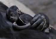 Shinda, ein Flachland-Gorilla, hält ihr Neugeborenes im Prager Zoo in Tschechien im Arm. (Bild: David W. Cerny/REUTERS)