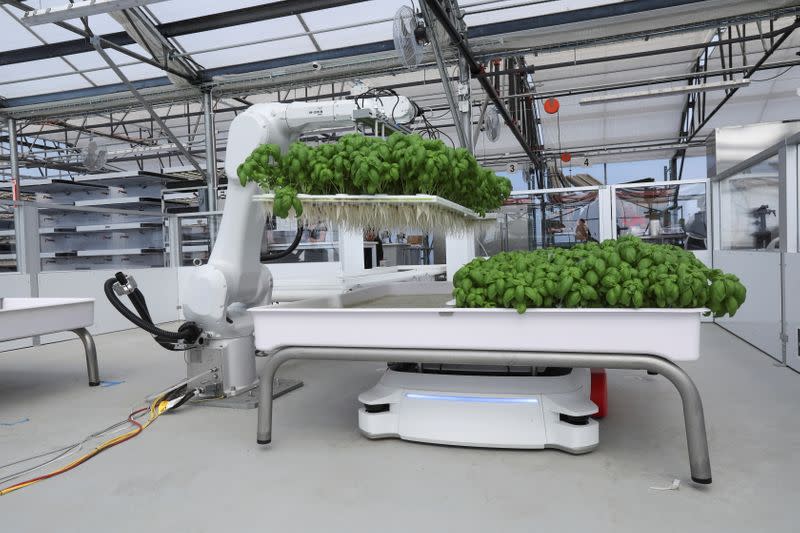 A robotic arm system named Ada lifts Genovese Basil plants for its roots to be inspected at the Iron Ox greenhouse in Gilroy, California