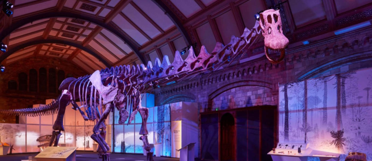 The Patagotitan mayorum cast is going on display at the Natural History Museum until January next year. (Trustees of the Natural History Museum, London)